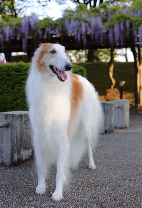 To furnish guidelines for breeders who wish to maintain the quality of their breed and to improve it; Pin by Karine Labbe on Borzoi (Julius) | Unusual dog ...
