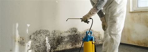 It has always been recommended that a person use bleach to remove mold. What are the mold symptoms in your home? | Elite Group ...