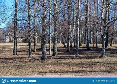 Birch Trees With Damaged Bark In Naked Winter Landscape Stock Photo Image Of