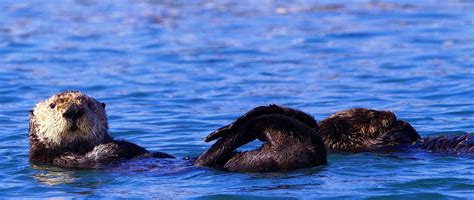 Sea Otter Population Declines Slightly Off California