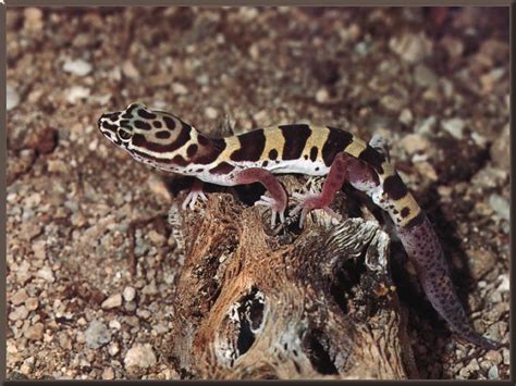 Or maybe startle you with their pushups on a boulder. Western Banded Gecko (Coleonyx variegatus) {!--줄도마뱀사촌(서부줄 ...