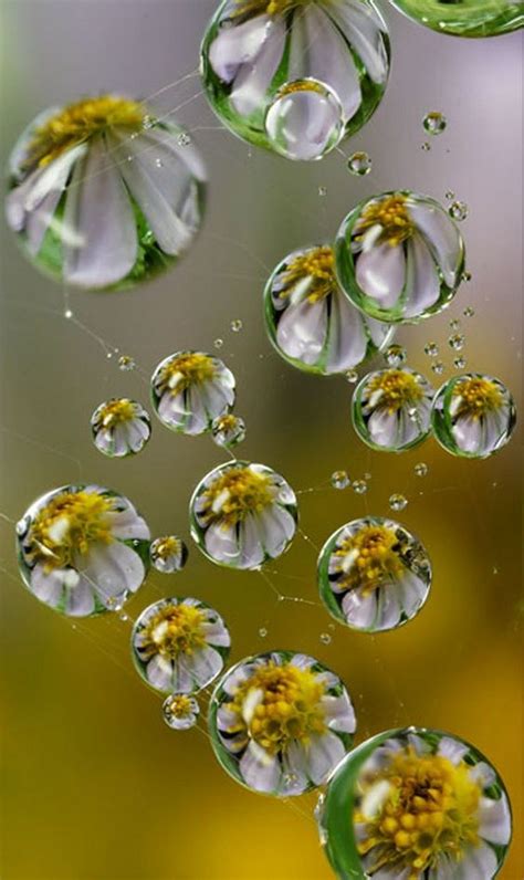 Dew Drops On Flowers Photography Flowersxd