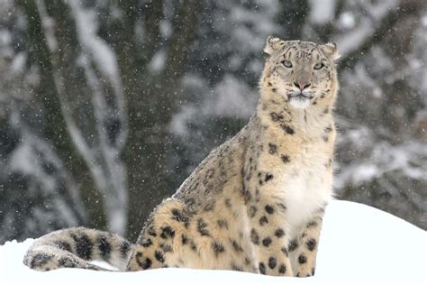 Snow leopards have white or grey fur with black spots and rosettes. snow leopard | Habitat, Diet, & Facts | Britannica