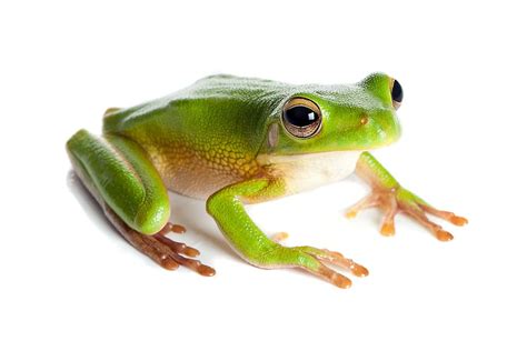 Frog Care Caring For Pet Frogs Tips And Ideas Vetbabble