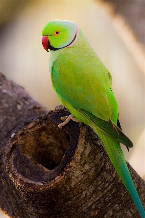 Green Indian Ringneck Parakeet Available Now At