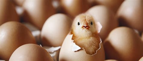 Is It Possible To Hatch A Chick From A Supermarket Egg Bbc Science