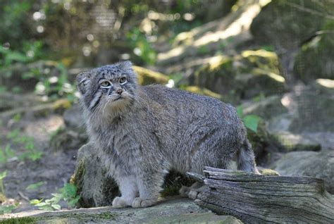 New Sanctuary For Rare And Fluffy Wildcats To Open In Siberia Pallas