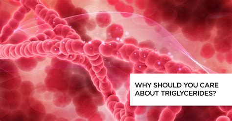 Triglycerides Everything You Need To Know Apollo Hospital Blog