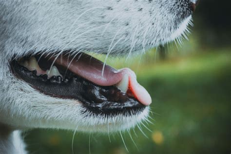 Macro Closed Up Photo Of Dog With Open Mouth Teeth Image Free Photo