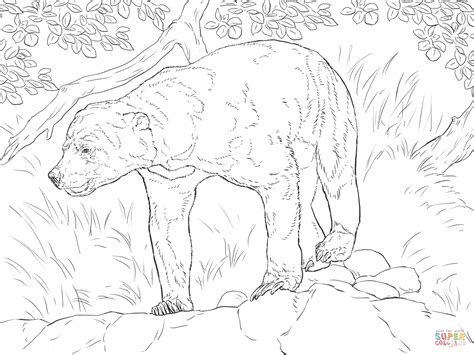 Realistic polar bear coloring pages. Realistic Sun Bear coloring page | Free Printable Coloring ...