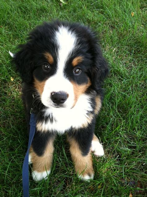 Doggyloot Discover New Products For Your Dog Bernese Mountain Dog
