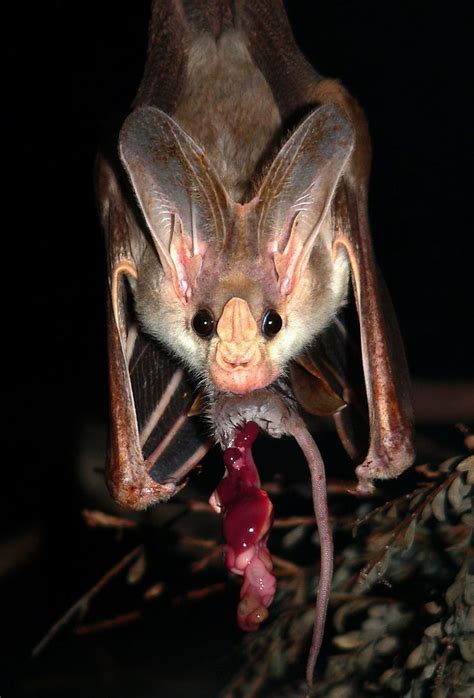 Ghost Bat Eating A Mouse Rnatureismetal