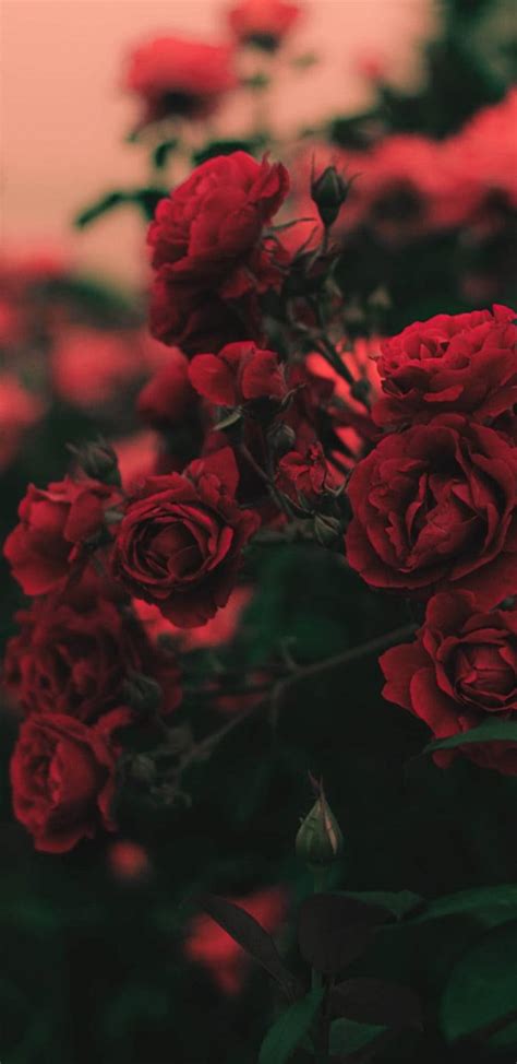 Download Red Roses Flowers Aesthetic Wallpaper