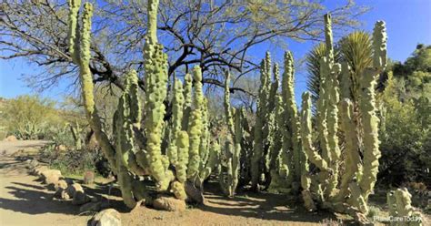 Totem Pole Cactus Care Growing Lophocereus Schottii Monstrous