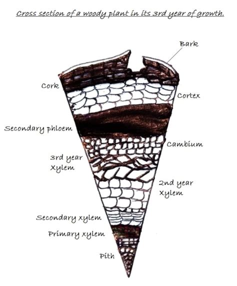 1 Please Draw A Cross Section Of A Woody Plant In Its 3rd Year Of