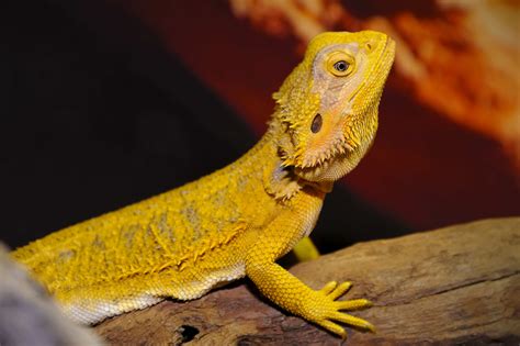 Types of Bearded Dragons » Learn Different Types, Colors, & Species