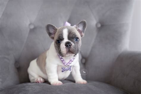 Check It Out Blue Fawn Pied Frenchie Puppy In 2020 Frenchie Puppy
