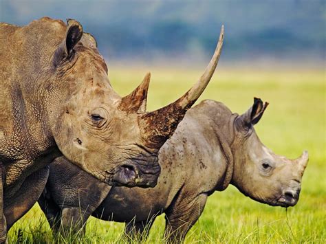 Beautiful dangerous wild animals pets of Africa: Rhino the beautiful