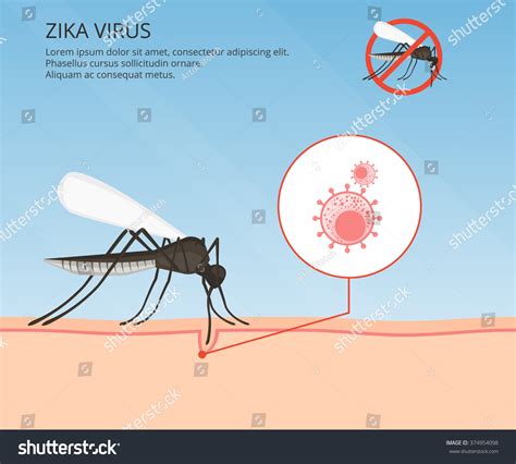 Zika Virus Mosquito Bite Stop Prohibit Sign On Mosquito And Zika Virus
