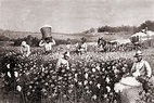 African Americans Picking Cotton Photograph by Everett