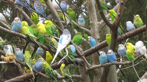 Budgie Zoo Melopsittacus Undulatus Flock Hundreds Birds Hd