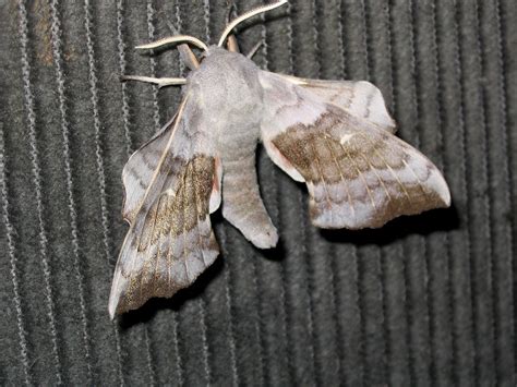 The Nhbs Guide To Common Uk Moth Identification