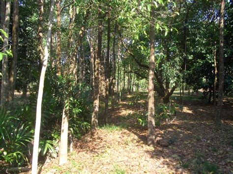 Dengan tiga tiang sokongan ini ia akan menjadi. GAHARU INDONESIA: Gaharu Indonesia