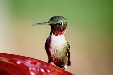 5 Hummingbirds In Ohio Common And Rare Bird Feeder Hub