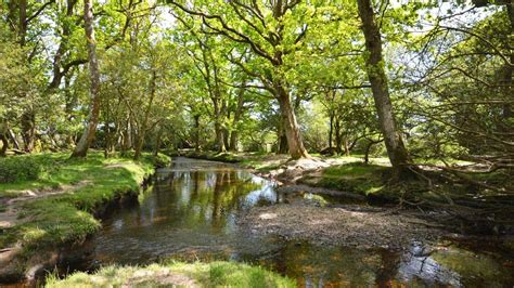 5 Enchanting New Forest Walks Walking Holiday Toad Hall Cottages