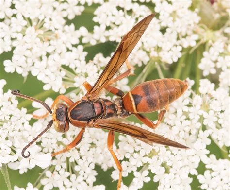 Maryland Biodiversity Project Northern Paper Wasp Polistes Fuscatus