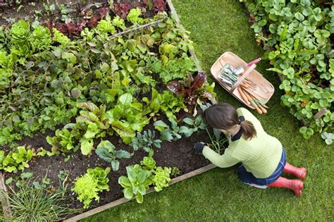10 Gardening Tips For Beginners Part 3