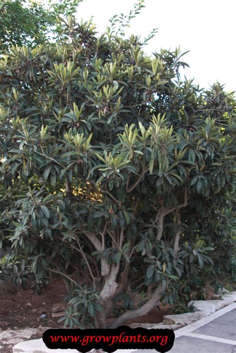 Loquat How To Grow And Care