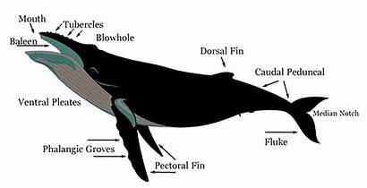 Whale Humpback Anatomy Location