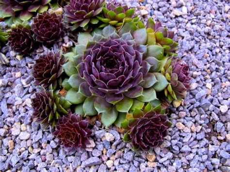 Hens And Chicks Succulant 1 Gal Cg