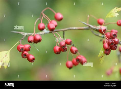 Fruit Of The Common Hawthorn Crataegus Monogyna Stock Photo Alamy