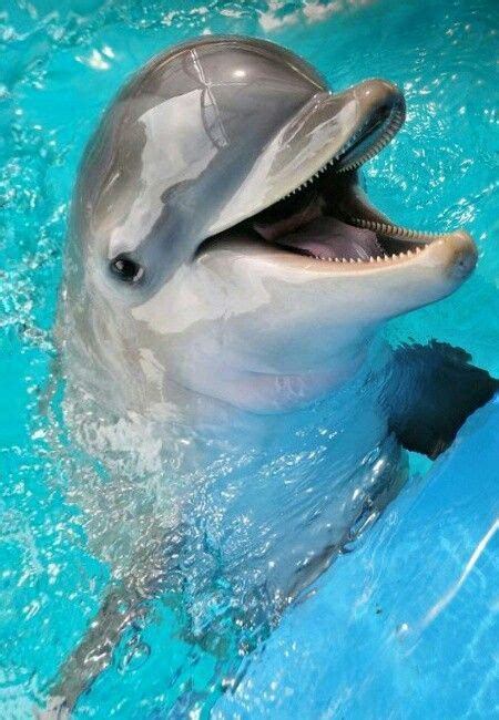 Smile Like A Dolphin Baby Dolphins Animals Dolphins