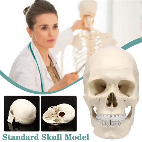 Life Size Human Anatomical Anatomy Resin Head Bone Model Teaching Skull