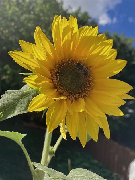 My Partners Sunflower 🌻😎 Rgardening