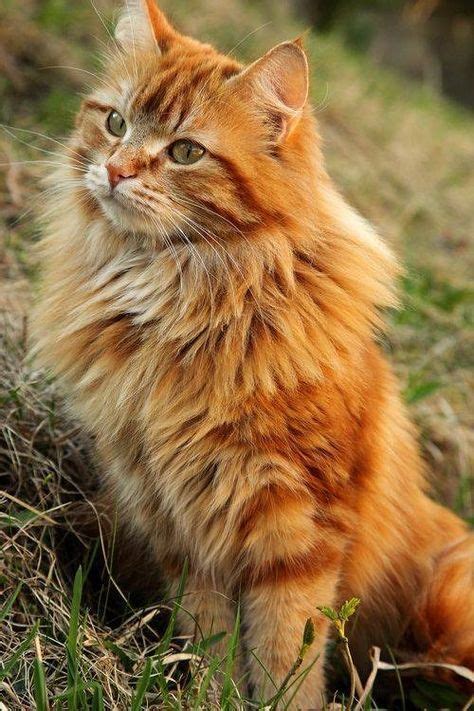 Mi Lascio Andare Cute Cats Orange Tabby Cats Long Haired Cats