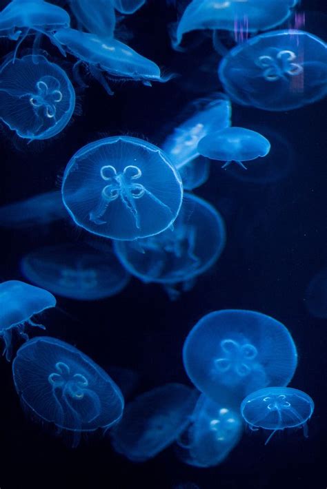Moon Jellies 4 Jellyfish Photography Jellyfish Jellyfish Design