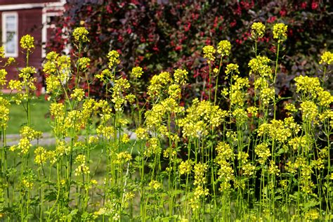Planting Mustard When Where And How Plantura