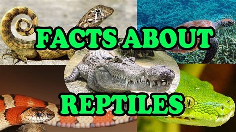 Facts About Reptiles 412 Reptiles Reptiles Facts Science For Kids