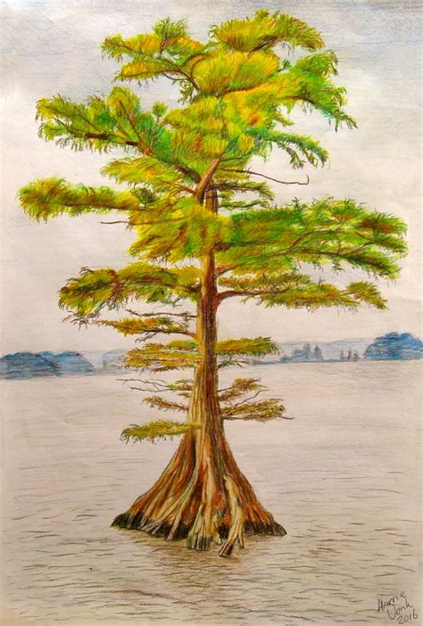 Colored Pencil Drawing Of A Cypress Tree Made This For A Colleague Of