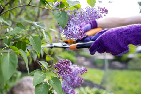 6 Simple Steps For Pruning Lilacs Each Year Bob Vila
