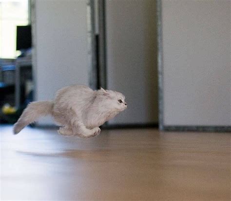 Running Cat Totally Cool Picture Animals And Pets Funny Animals