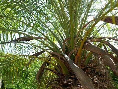 Photo Of The Thorns Spines Prickles Or Teeth Of Pygmy Date Palm