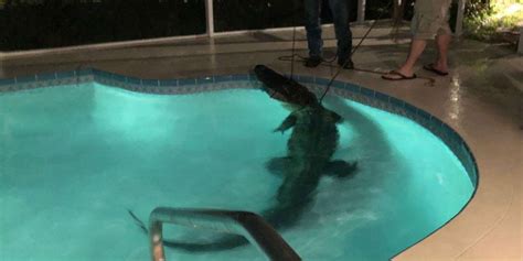 Terrifying 11ft Alligator Breaks Into Florida Couples Swimming Pool