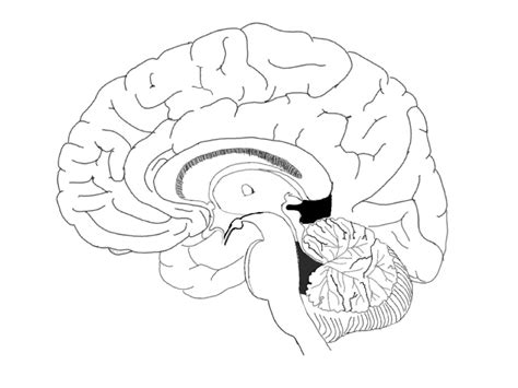 Sagittal Brain Diagram Quizlet