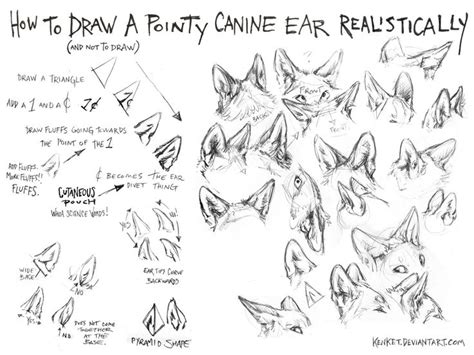 Limelynn Photo Canine Drawing Animal Drawings How To Draw Ears