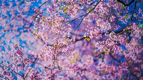 Download Wallpaper 3840x2160 Sakura Flowers Pink